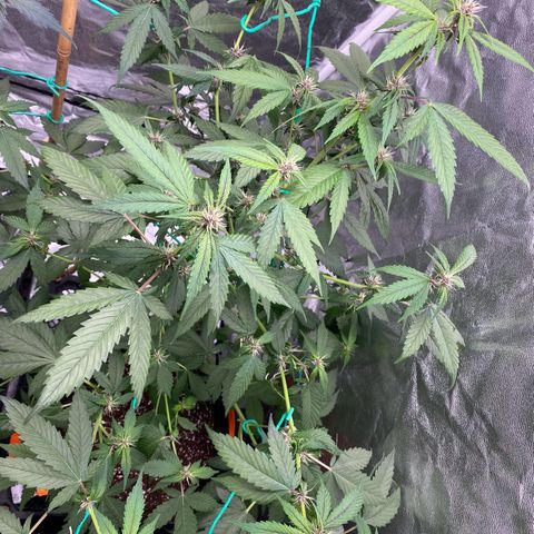 Forbidden Cherry Auto growlog timeline photo