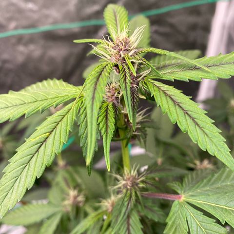 Forbidden Cherry Auto growlog timeline photo
