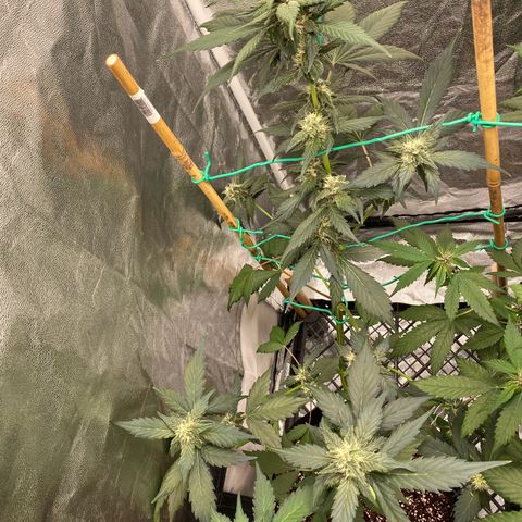 Purple Lemonade FF growlog timeline photo
