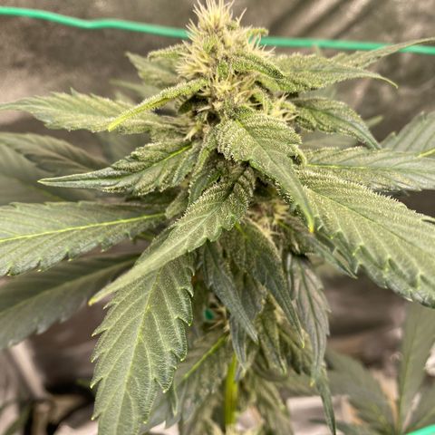 Purple Lemonade FF growlog timeline photo