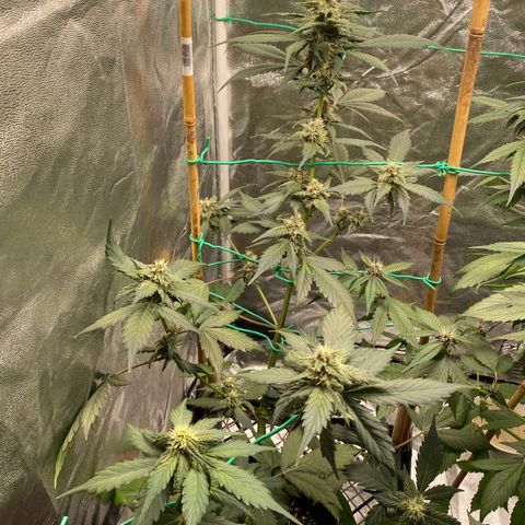 Purple Lemonade FF growlog timeline photo