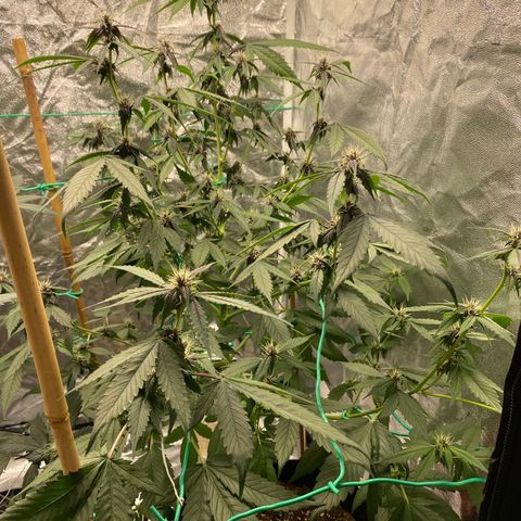 Forbidden Cherry Auto growlog timeline photo