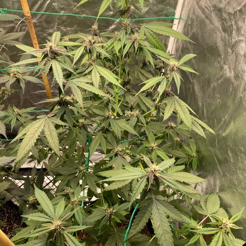 Forbidden Cherry Auto growlog timeline photo