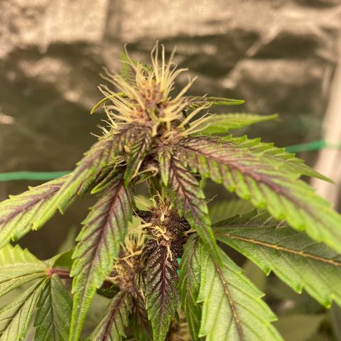 Forbidden Cherry Auto growlog timeline photo