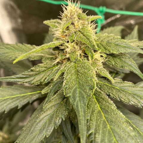 Purple Lemonade FF growlog timeline photo