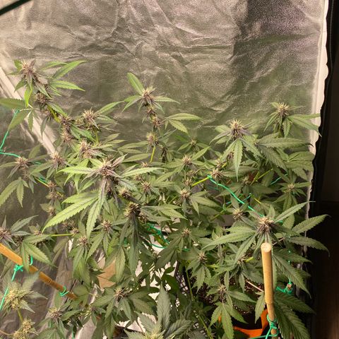 Forbidden Cherry Auto growlog timeline photo