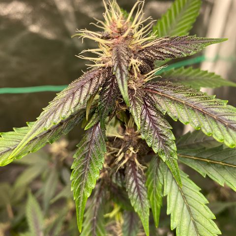 Forbidden Cherry Auto growlog timeline photo