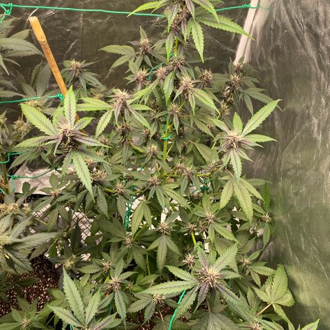 Forbidden Cherry Auto growlog timeline photo