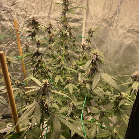 Forbidden Cherry Auto growlog timeline photo
