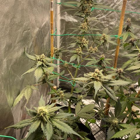 Purple Lemonade FF growlog timeline photo