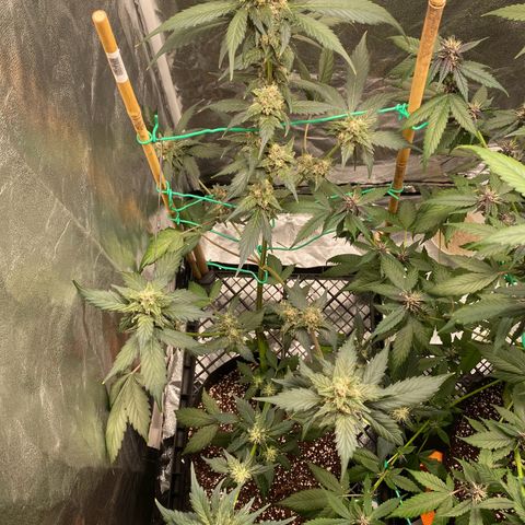 Purple Lemonade FF growlog timeline photo