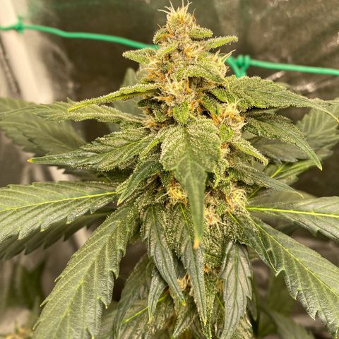 Purple Lemonade FF growlog timeline photo