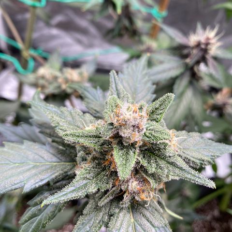 Purple Lemonade FF growlog timeline photo