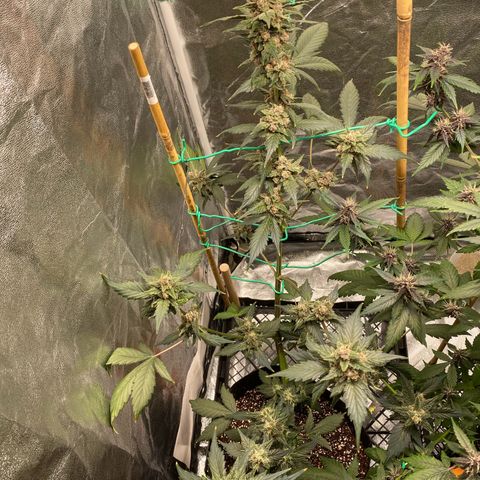 Purple Lemonade FF growlog timeline photo