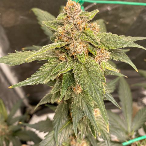 Purple Lemonade FF growlog timeline photo
