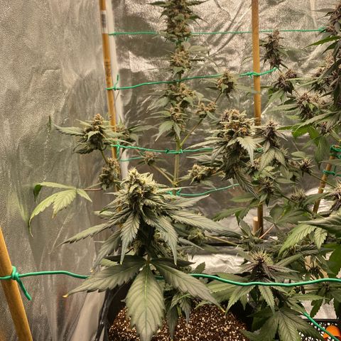 Purple Lemonade FF growlog timeline photo