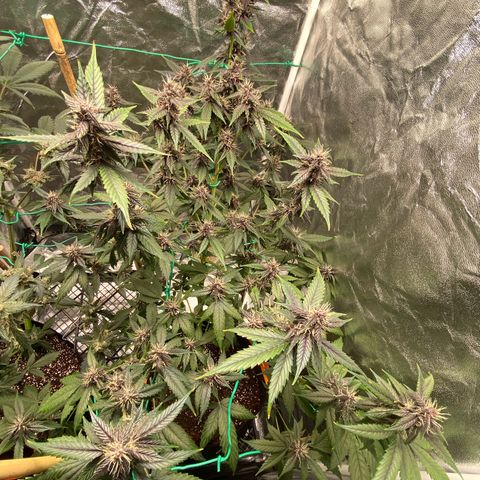 Forbidden Cherry Auto growlog timeline photo