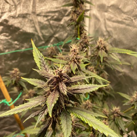 Forbidden Cherry Auto growlog timeline photo