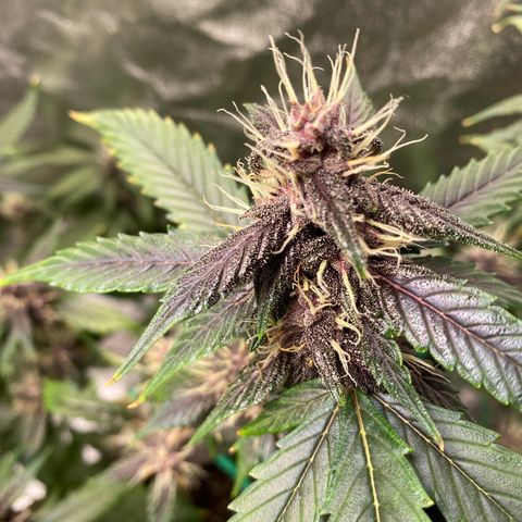 Forbidden Cherry Auto growlog timeline photo