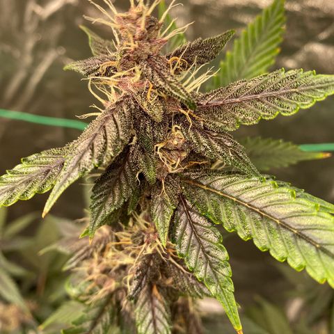 Forbidden Cherry Auto growlog timeline photo