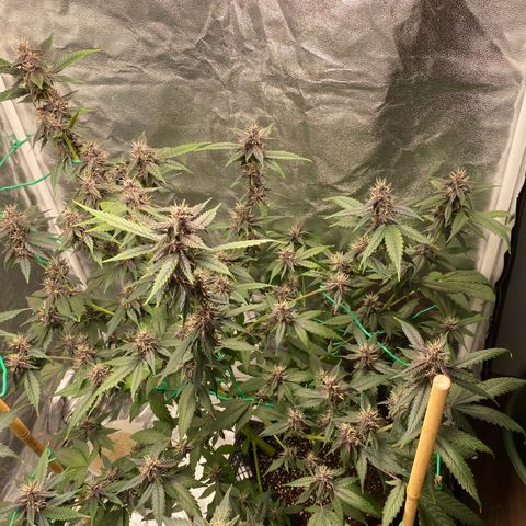 Forbidden Cherry Auto growlog timeline photo
