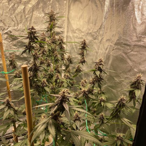 Forbidden Cherry Auto growlog timeline photo