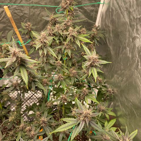 Forbidden Cherry Auto growlog timeline photo