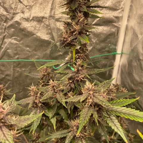 Forbidden Cherry Auto growlog timeline photo