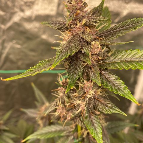 Forbidden Cherry Auto growlog timeline photo