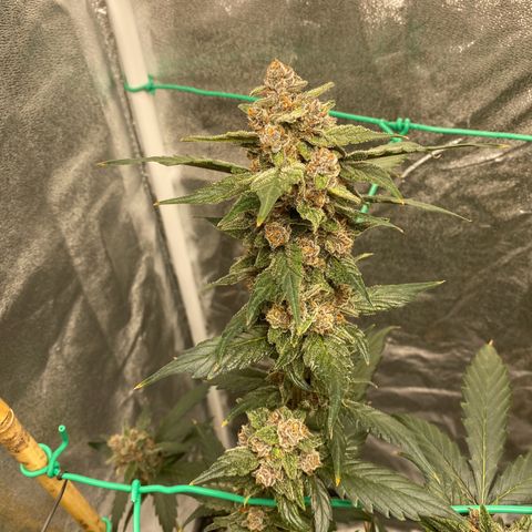 Purple Lemonade FF growlog timeline photo