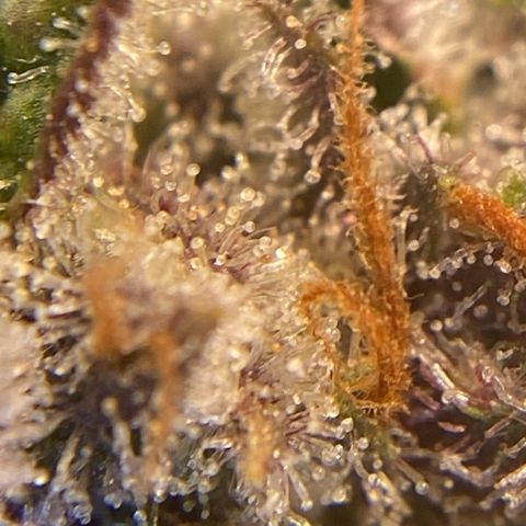 Purple Lemonade FF growlog timeline photo