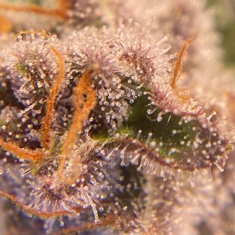 Purple Lemonade FF growlog timeline photo