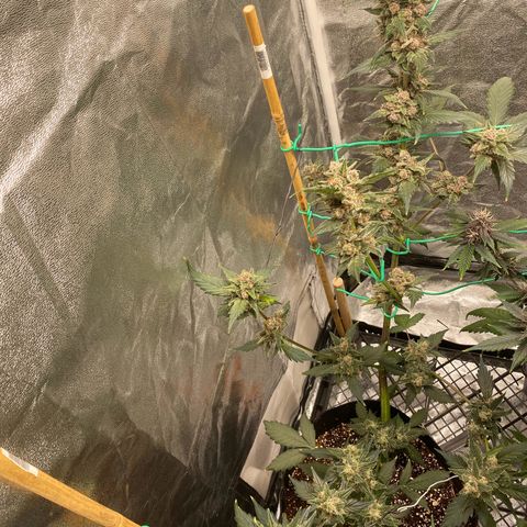 Purple Lemonade FF growlog timeline photo