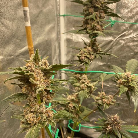 Purple Lemonade FF growlog timeline photo