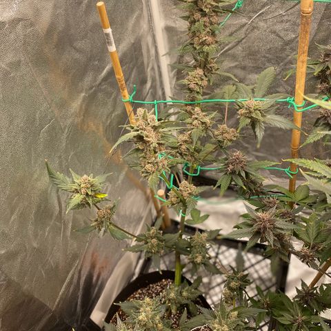 Purple Lemonade FF growlog timeline photo