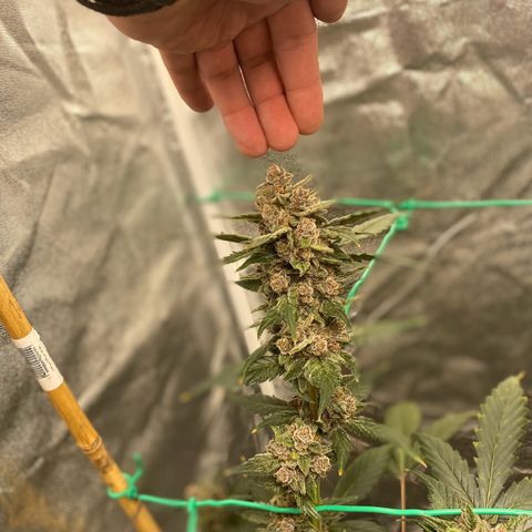 Purple Lemonade FF growlog timeline photo