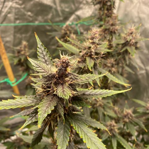 Forbidden Cherry Auto growlog timeline photo
