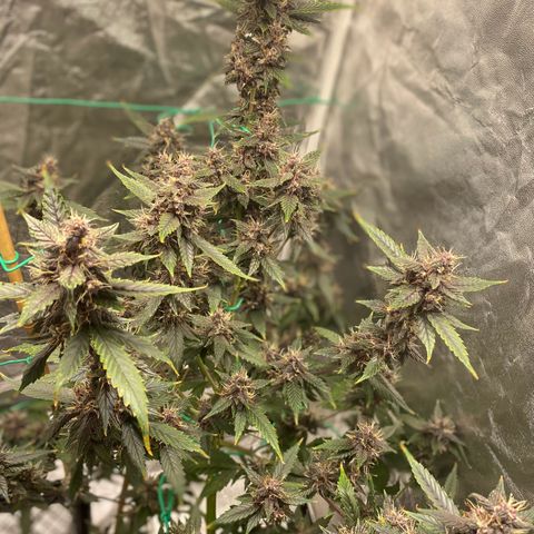 Forbidden Cherry Auto growlog timeline photo