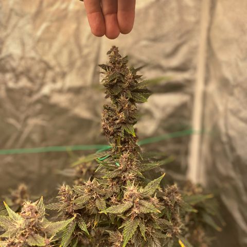 Forbidden Cherry Auto growlog timeline photo