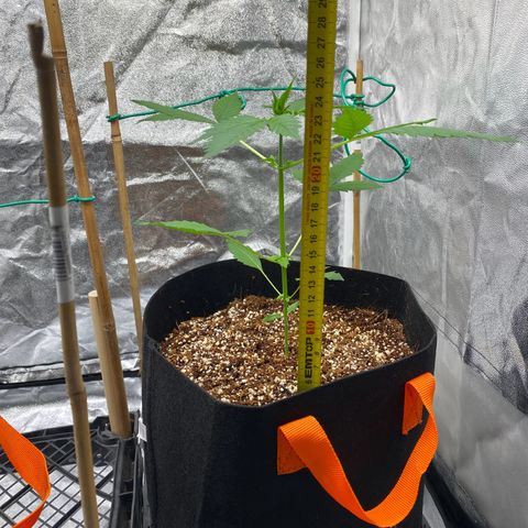Purple Lemonade FF growlog timeline photo