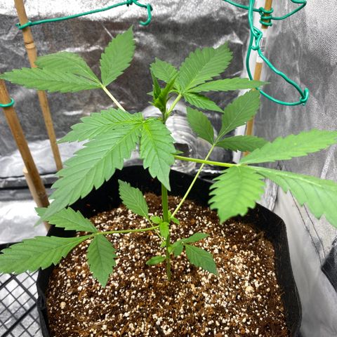 Purple Lemonade FF growlog timeline photo