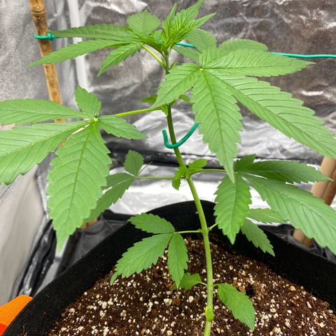 Forbidden Cherry Auto growlog timeline photo