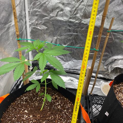 Forbidden Cherry Auto growlog timeline photo