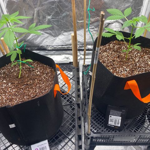 Forbidden Cherry Auto growlog timeline photo
