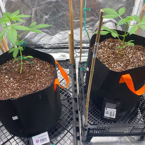 Forbidden Cherry Auto growlog timeline photo
