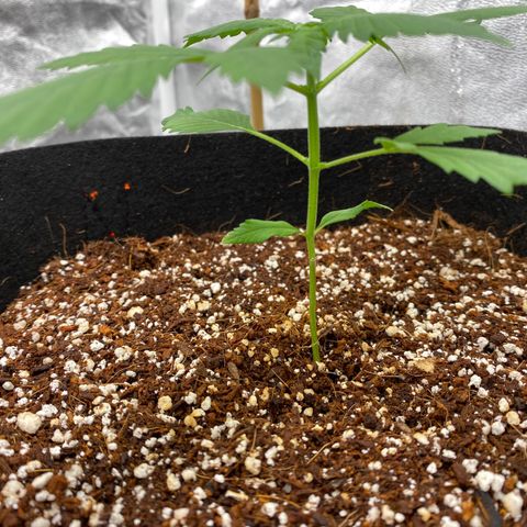 Forbidden Cherry Auto growlog timeline photo