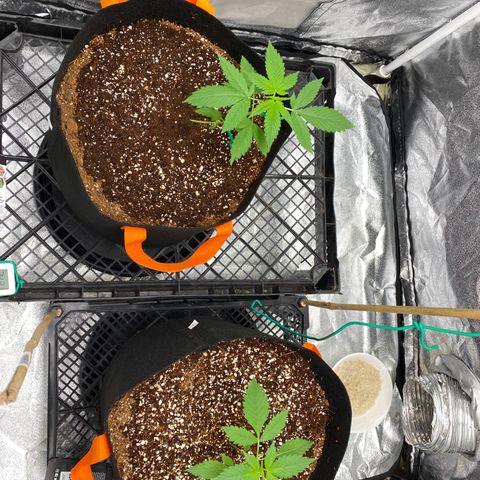 Forbidden Cherry Auto growlog timeline photo