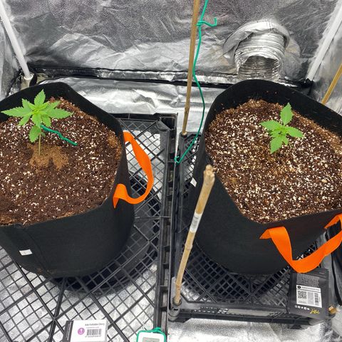 Purple Lemonade FF growlog timeline photo