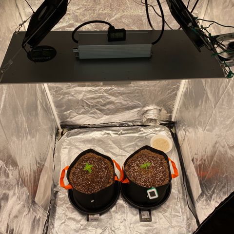Forbidden Cherry Auto growlog timeline photo