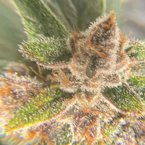 Purple Lemonade FF growlog timeline photo